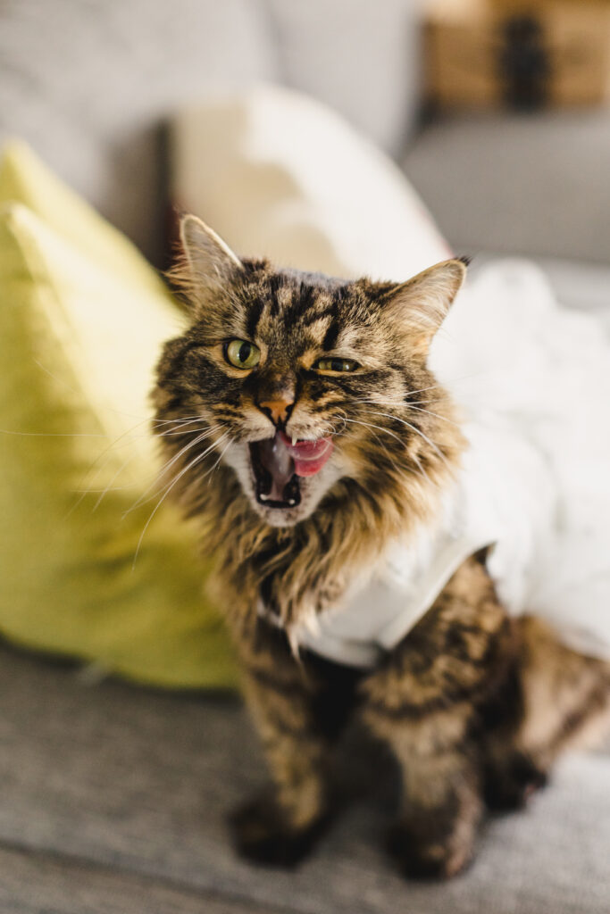 Cat wearing a flower girl dress.