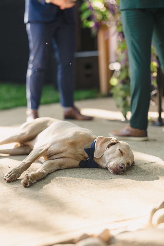 backyard wedding guests and photos with family and friends